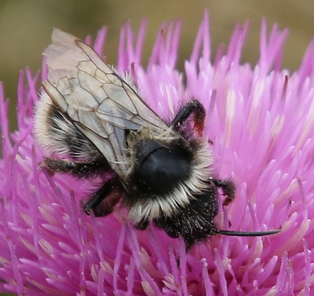 Bombus P.N. d''Abruzzo:  Bombus (Rhodobombus) mesomelas