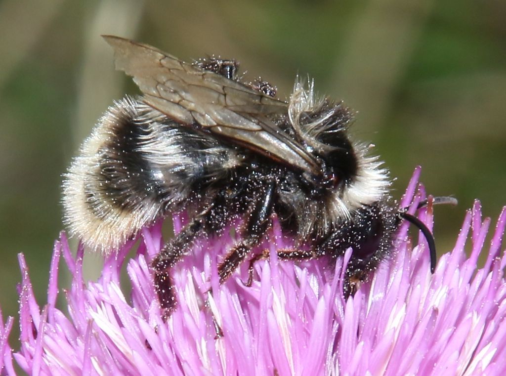 Bombus P.N. d''Abruzzo:  Bombus (Rhodobombus) mesomelas