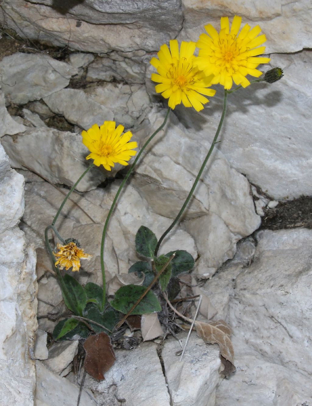 Asteracea su rupe rocciosa: Hieracium sp.