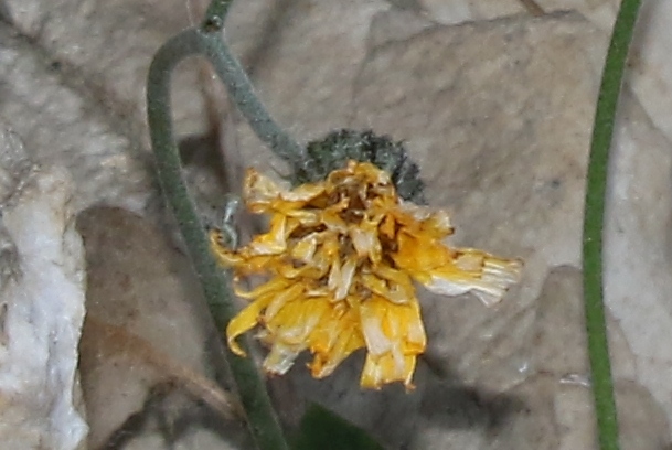 Asteracea su rupe rocciosa: Hieracium sp.