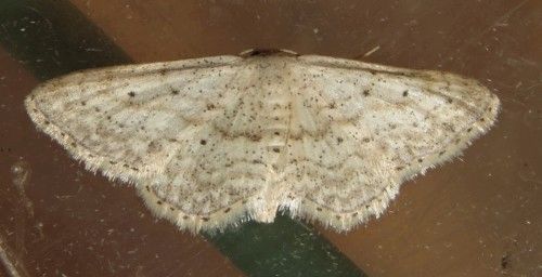 Falena siciliana 10 da identificare - Idaea elongaria, Geometridae