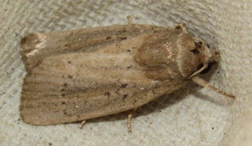 Falena siciliana 11 da identificare - Athetis hospes, Noctuidae