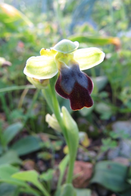 Ophrys del gruppo fusca/iricolor (Malta)