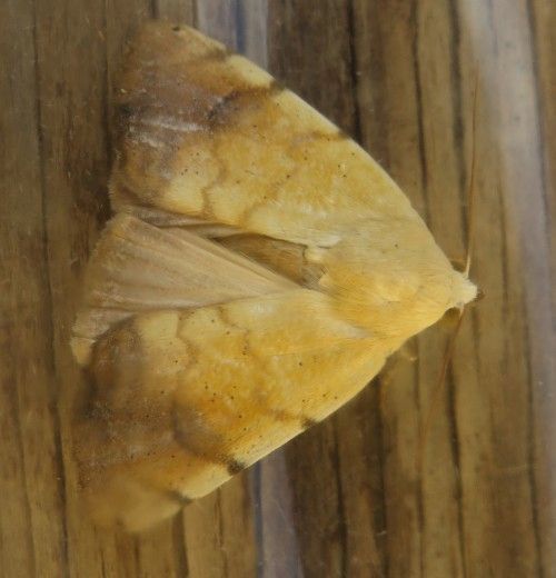 Falena siciliana 15 da identificare - Xanthodes albago, Noctuidae
