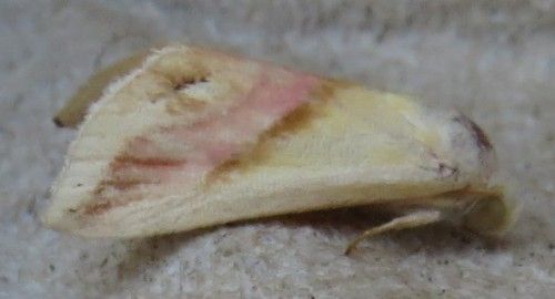 Falena siciliana 16 da identificare - Eublemma cochylioides, Erebidae