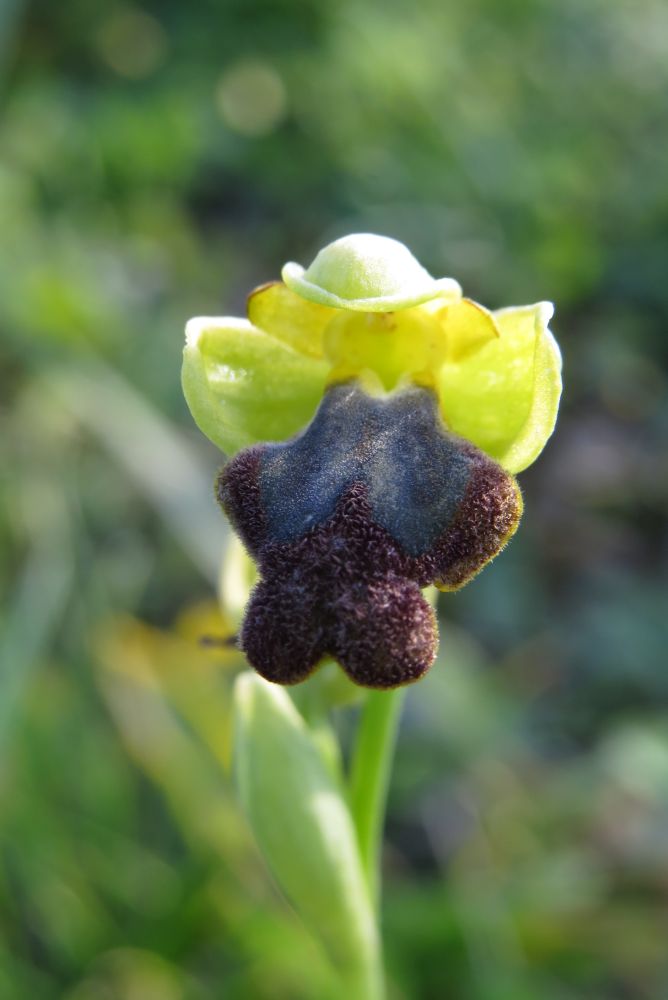 Ophrys del gruppo fusca/iricolor (Malta)