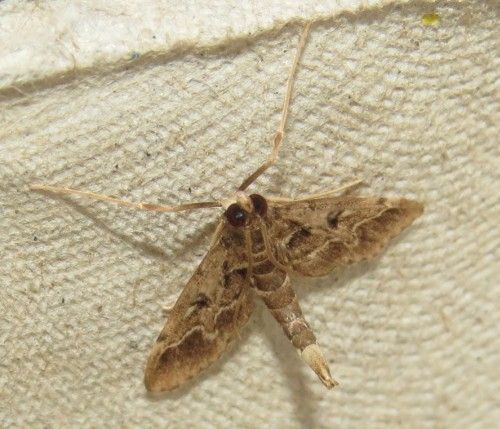Falena siciliana 18 da identificare - Duponchelia fovealis, Crambidae