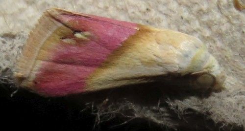 Falena siciliana 19 da identificare - Eublemma cochylioides - Erebidae
