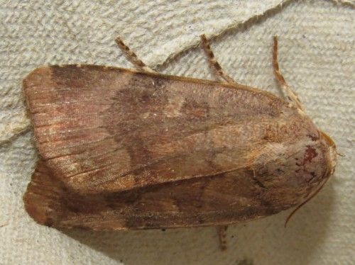 Falena siciliana 21 da identificare - Cfr. Noctua sp.