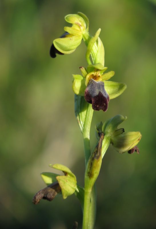 Ophrys del gruppo fusca/iricolor (Malta)