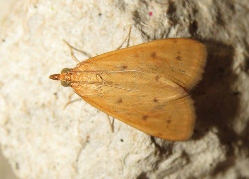 Falena siciliana 2 da identificare