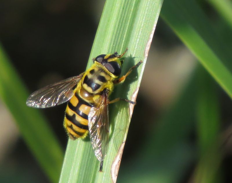 Mosca gialla e nera di Ultima Frontiera: Myathropa florea