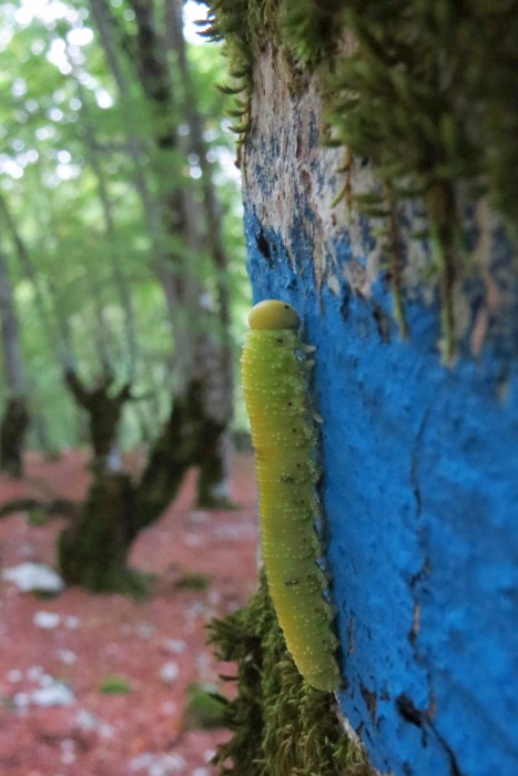 Bruco giallo in faggeta