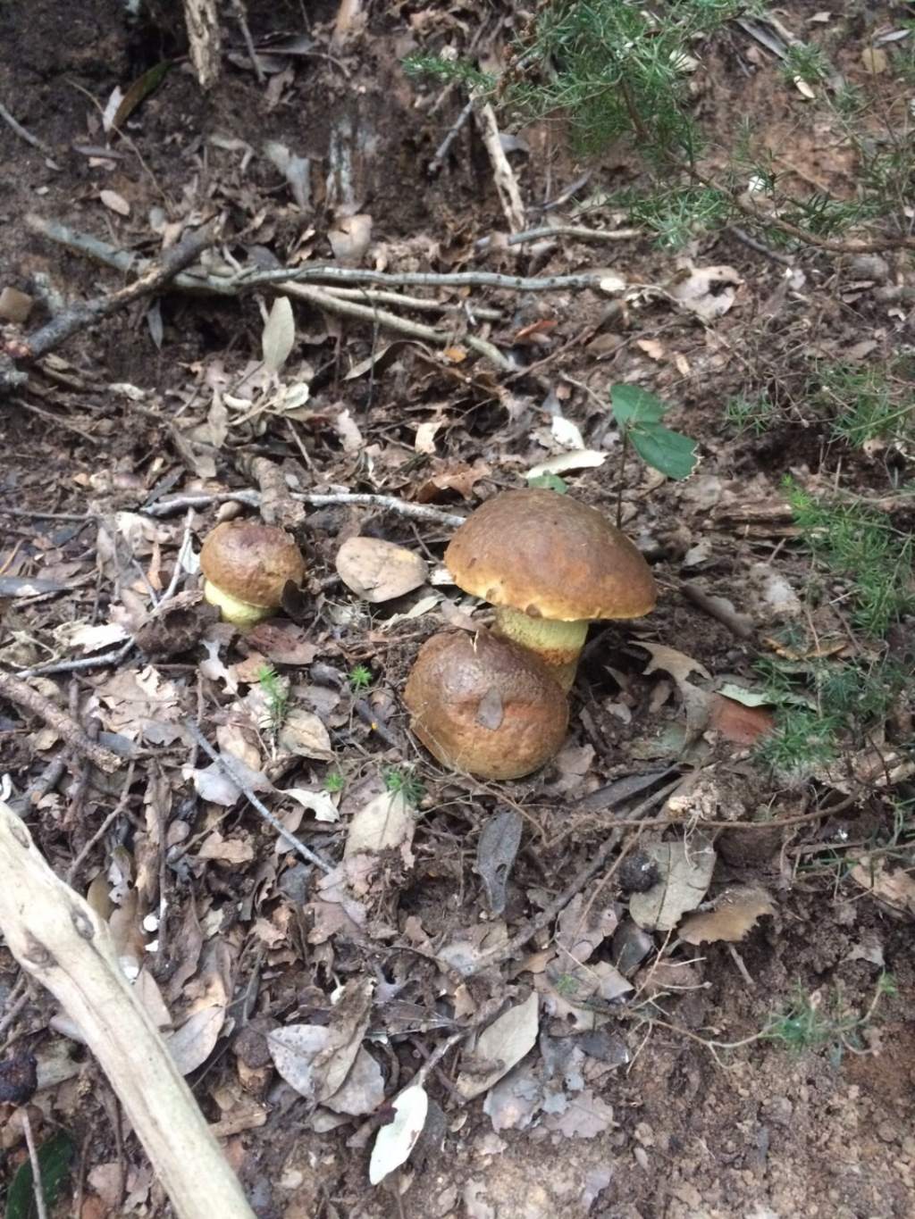 Funghi da identificare