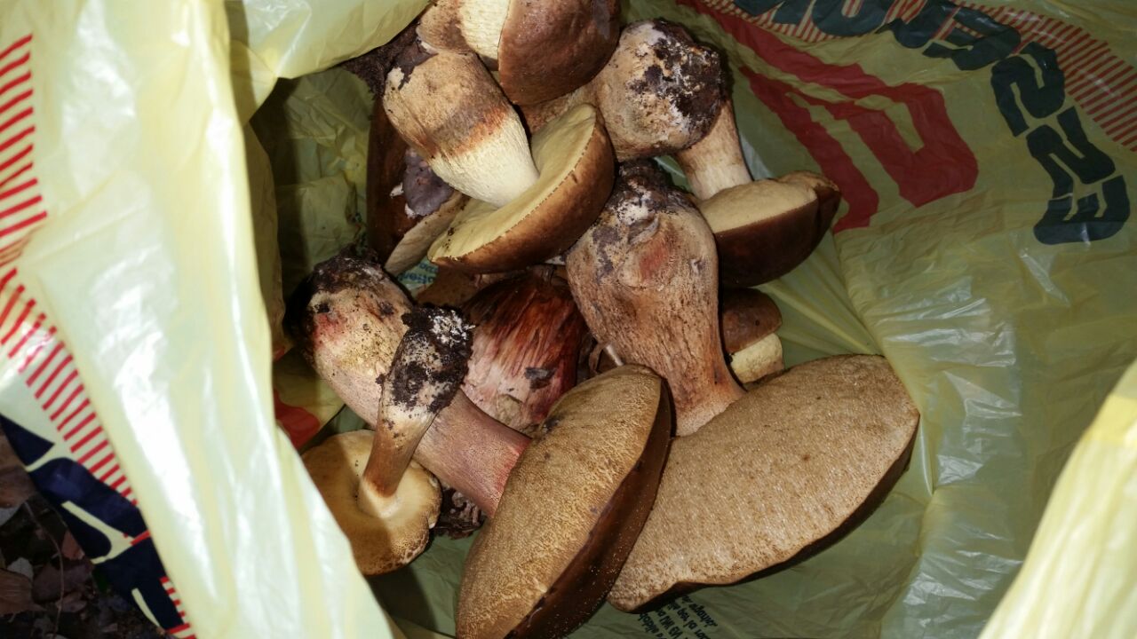 Funghi da identificare