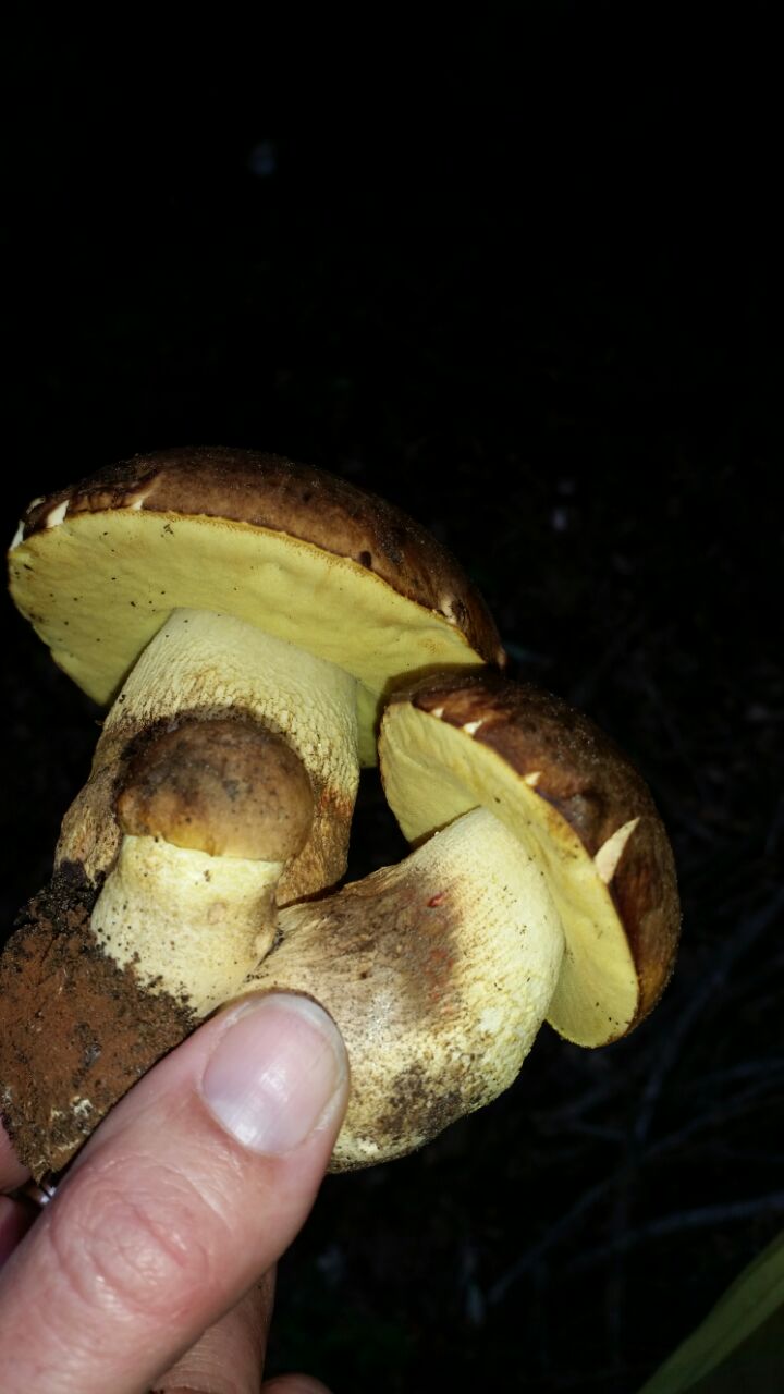 Funghi da identificare