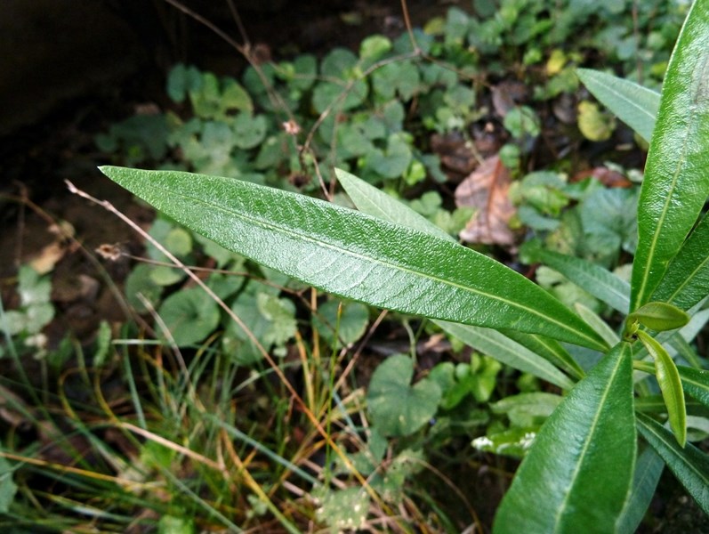 Nerium oleander