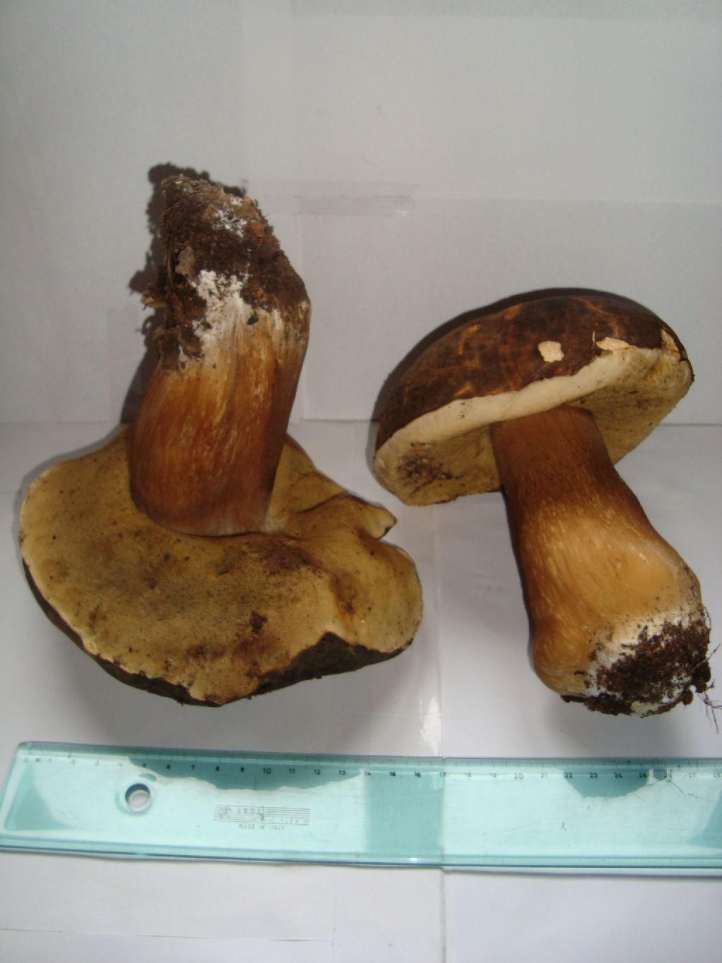 A caccia di funghi