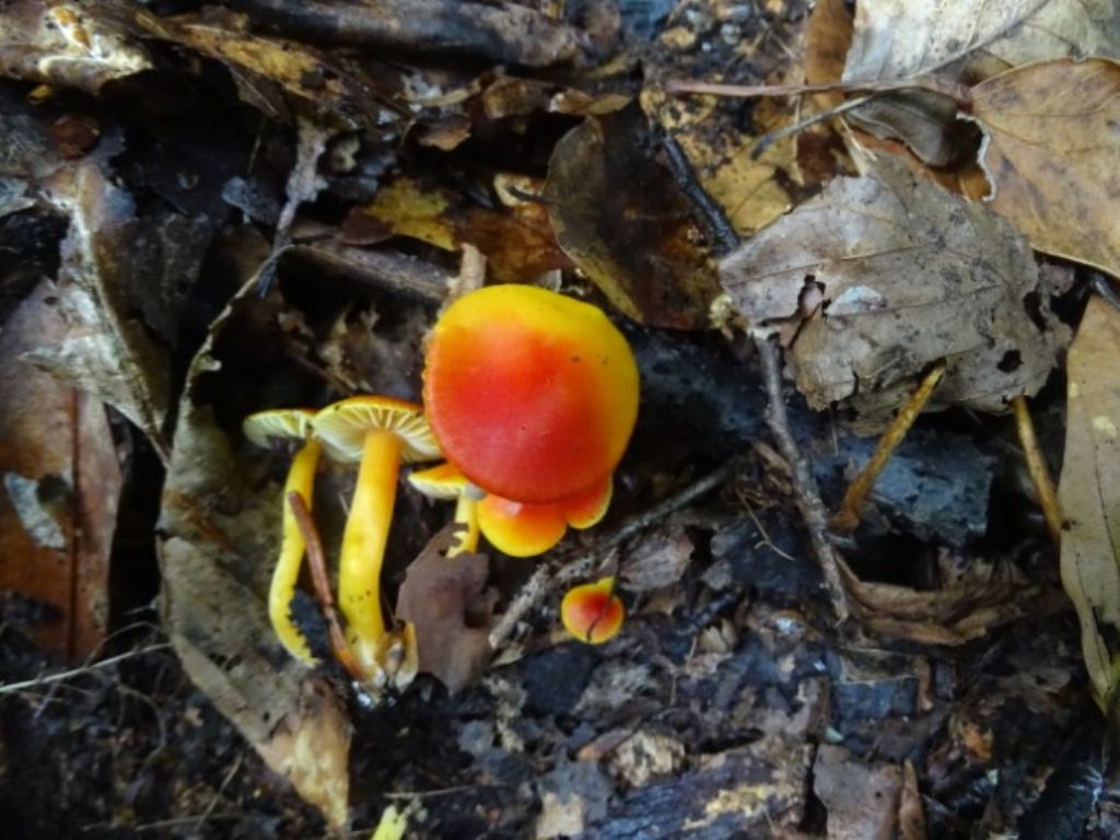 Hygrocybe