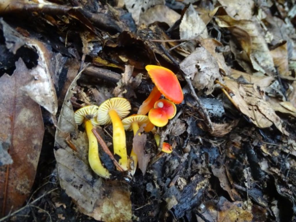 Hygrocybe