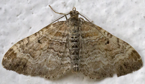 GEOMETRIDAE -  Epirrhoe cfr. molluginata