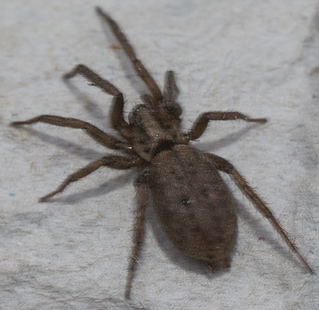 Nomisia sp. - Siracusa