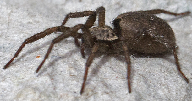 Nomisia sp. - Siracusa