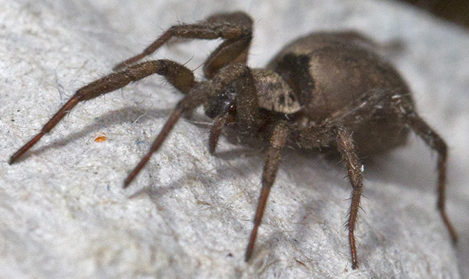 Nomisia sp. - Siracusa