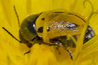 Cryptocephalus rugicollis, Chrysomelidae