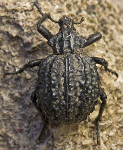 Brachycerus aegyptiacus/junix, Curculionidae (ora Brachyceridae)