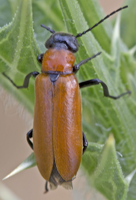Zonitis immaculata, Meloidae