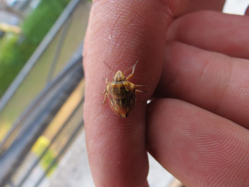 Scutelleridae: Odontotarsus purpureolineatus di Campania (NA
