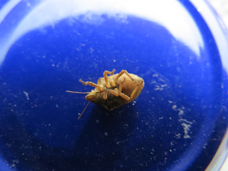 Scutelleridae: Odontotarsus purpureolineatus di Campania (NA