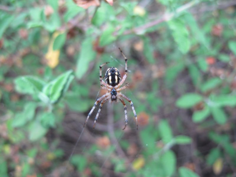 Neoscona adianta - Vesuvio