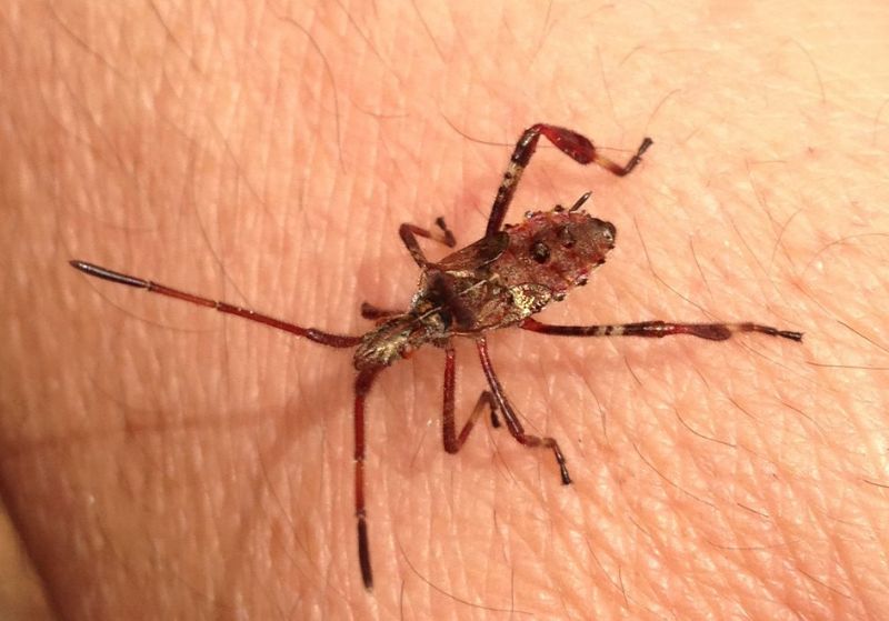 Coreidae: Leptoglossus occidentalis, ninfa di Campania (NA)