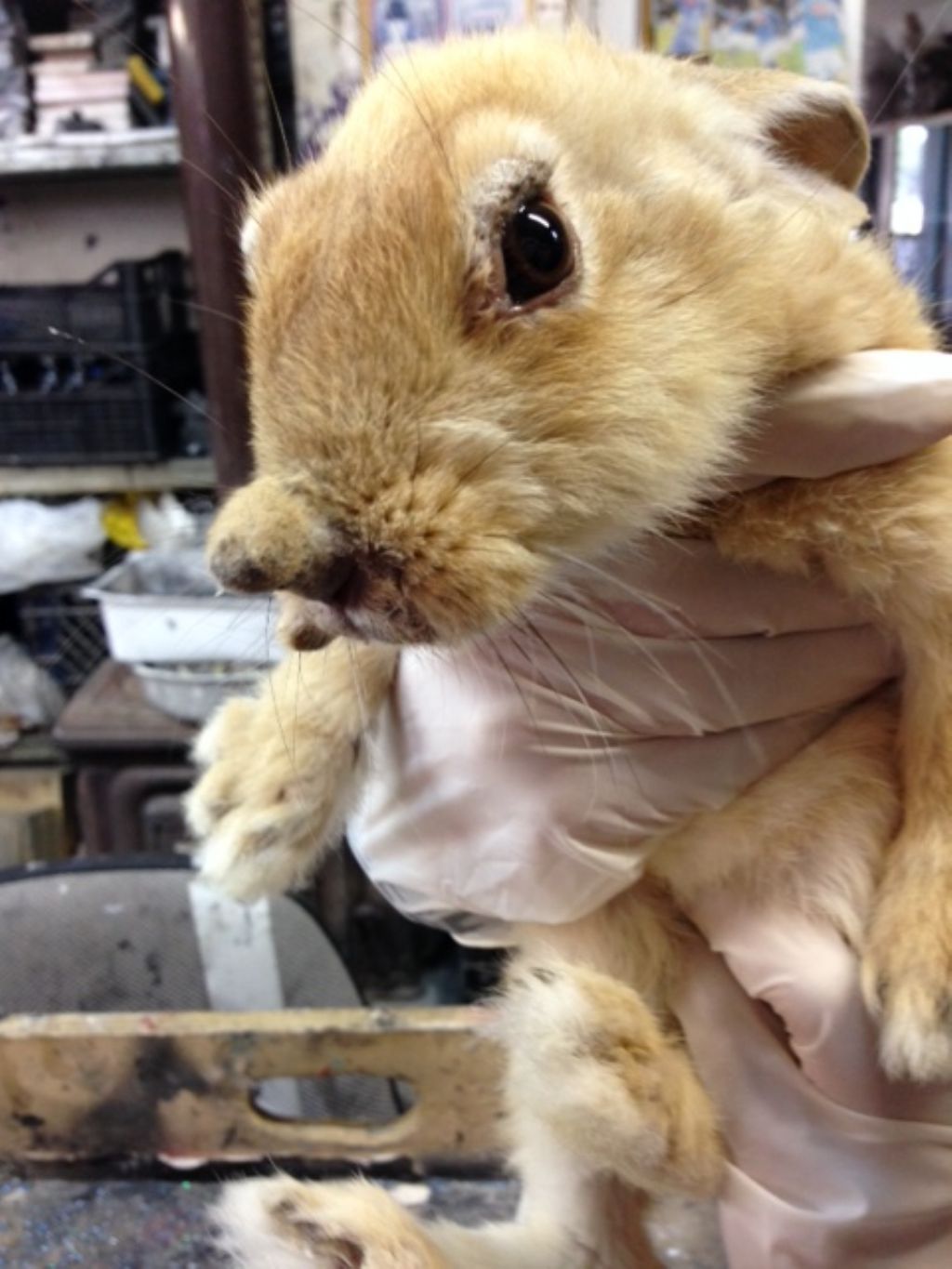 Coniglio selvatico ? No, domestico