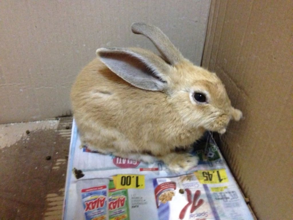 Coniglio selvatico ? No, domestico