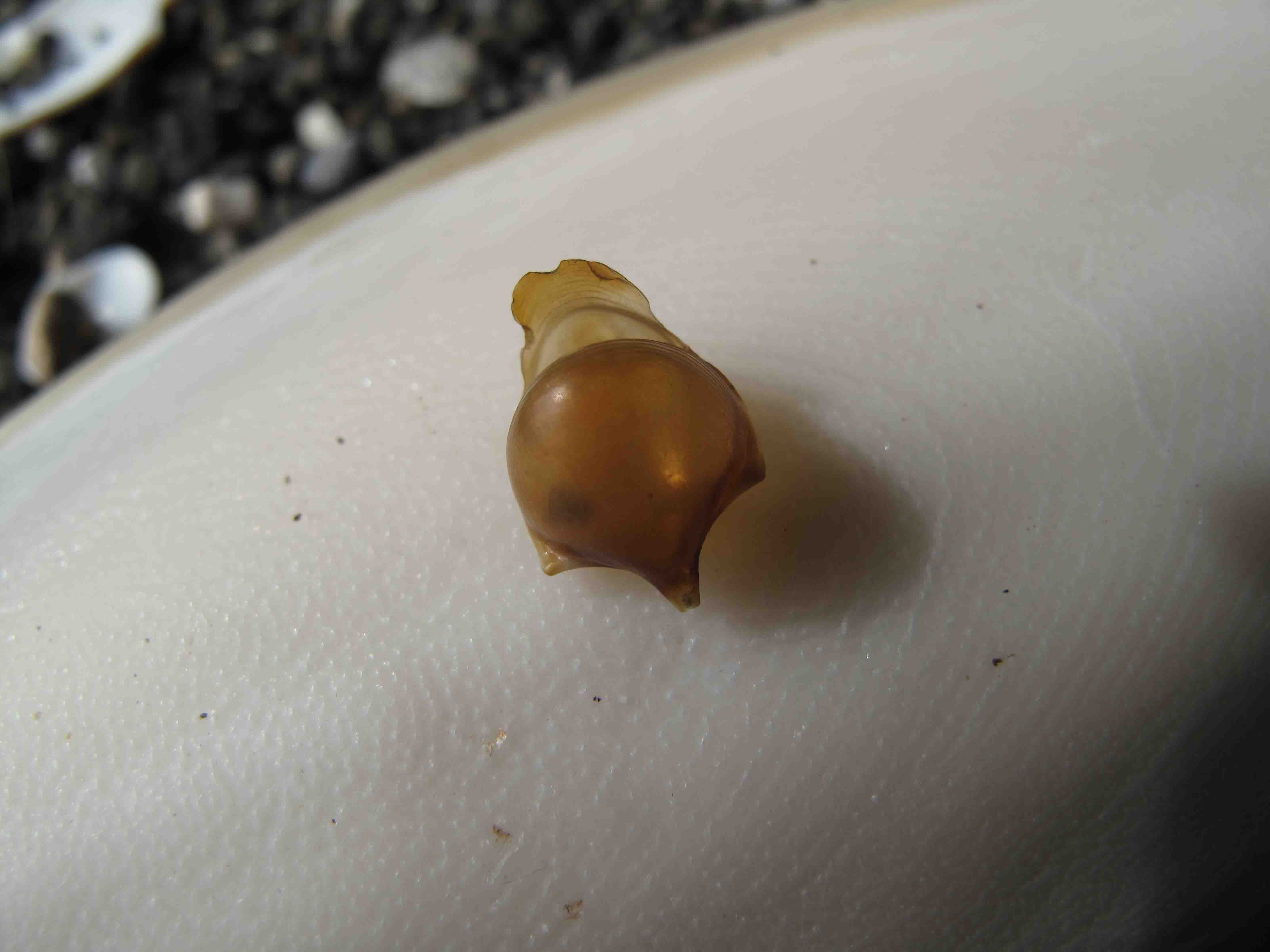 Che cosa è? (Cavolinia tridentata)
