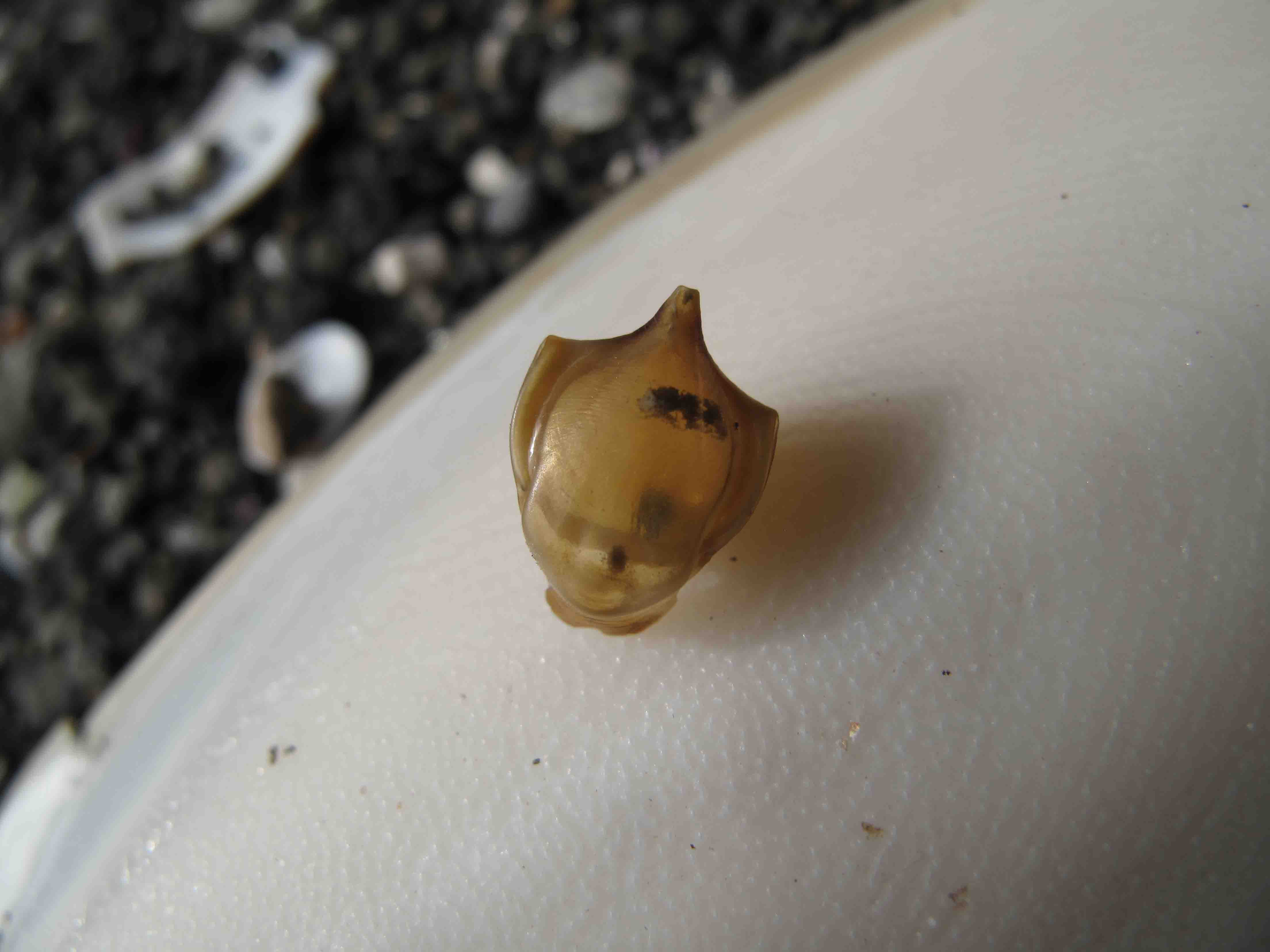 Che cosa è? (Cavolinia tridentata)