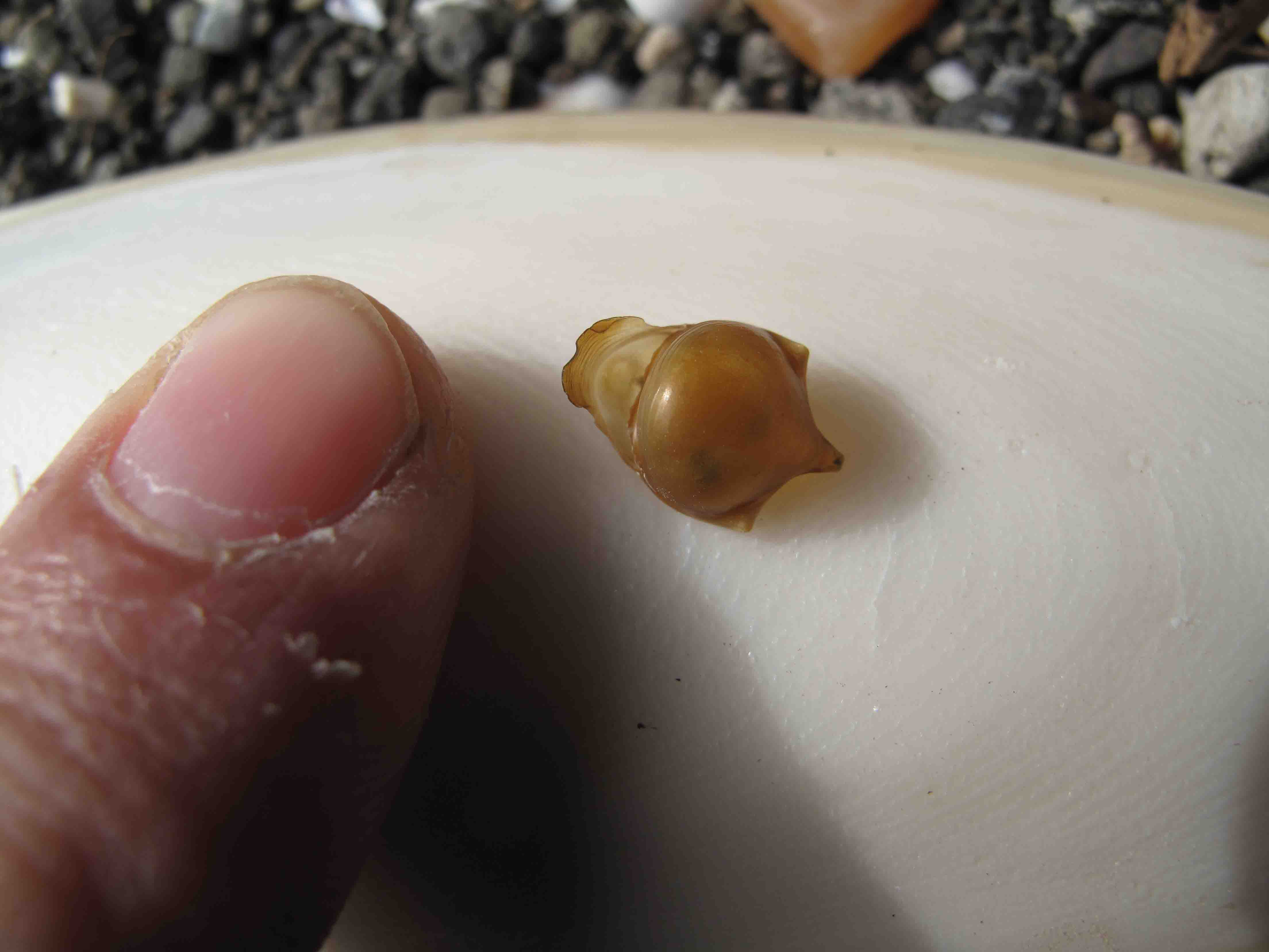 Che cosa è? (Cavolinia tridentata)