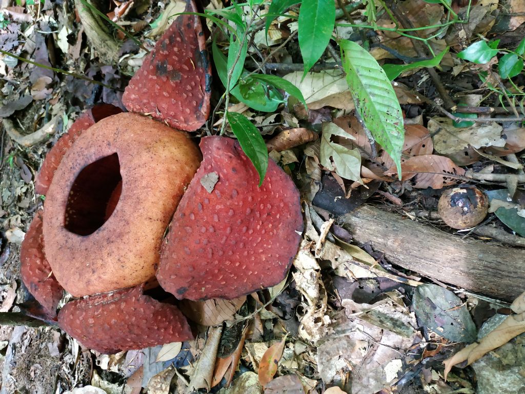 Borneo: Rafflesia arnoldii var. arnoldii (Rafflesiace)