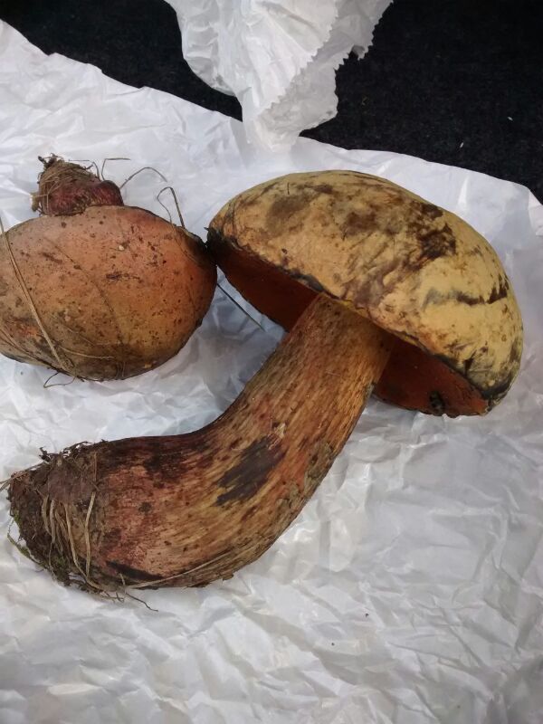 Boletus da determinare (luridus?)