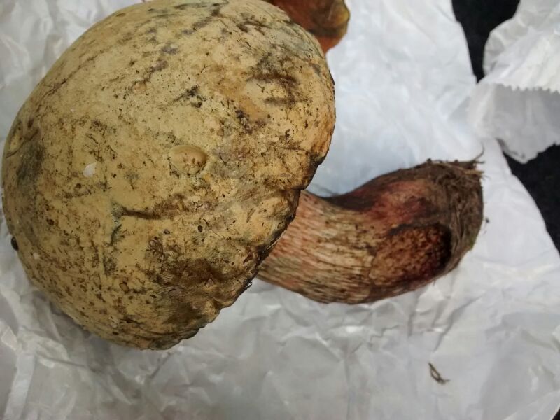 Boletus da determinare (luridus?)