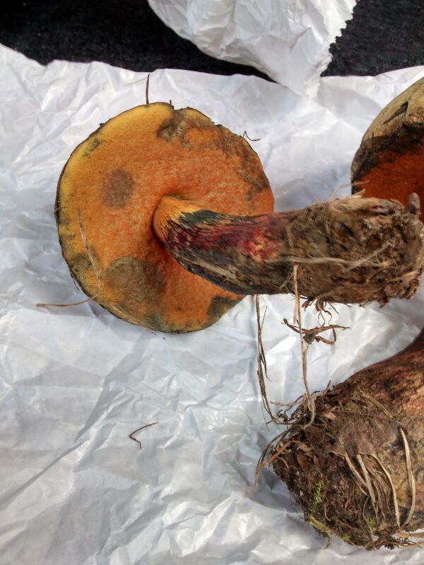 Boletus da determinare (luridus?)