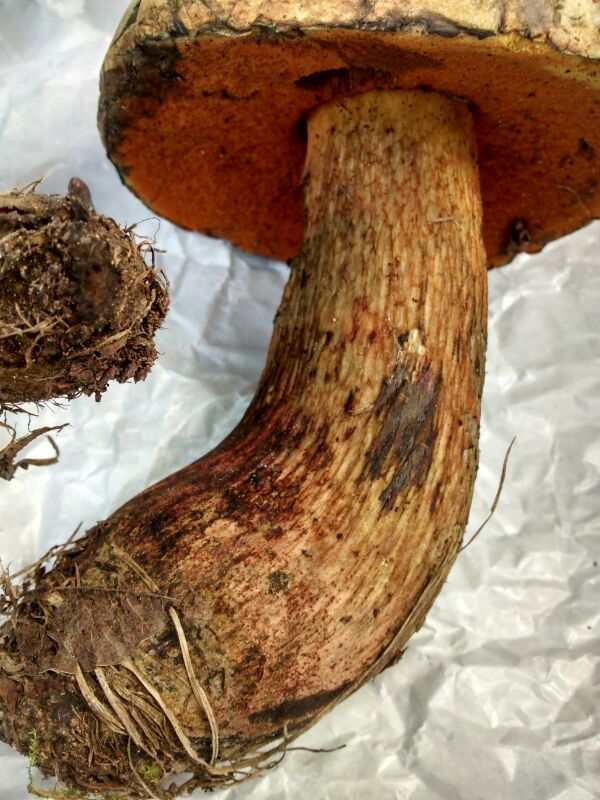 Boletus da determinare (luridus?)