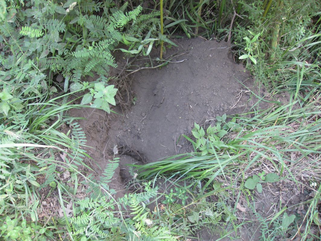 buchette di attivit� trofica