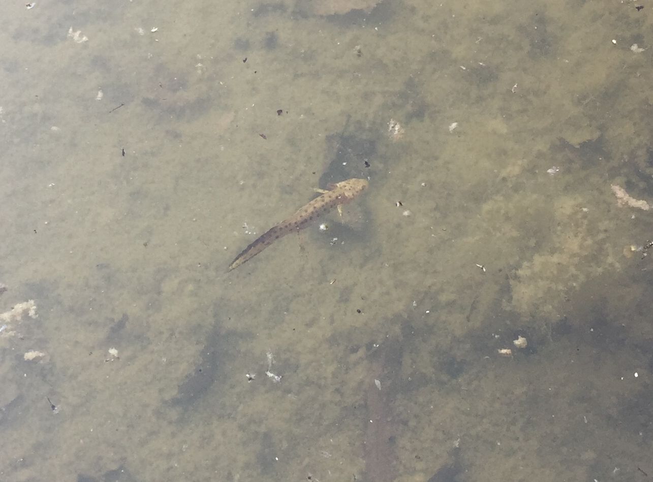 Ce n''erano tantissimi.... di Tritoni crestati (Triturus carnifex)