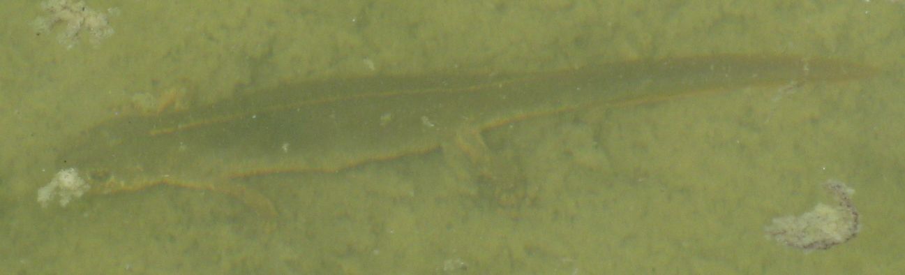tritone - Triturus carnifex