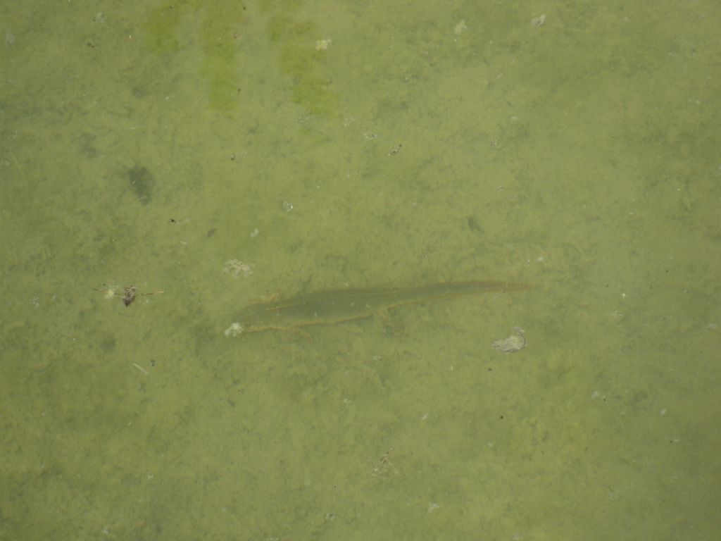 tritone - Triturus carnifex