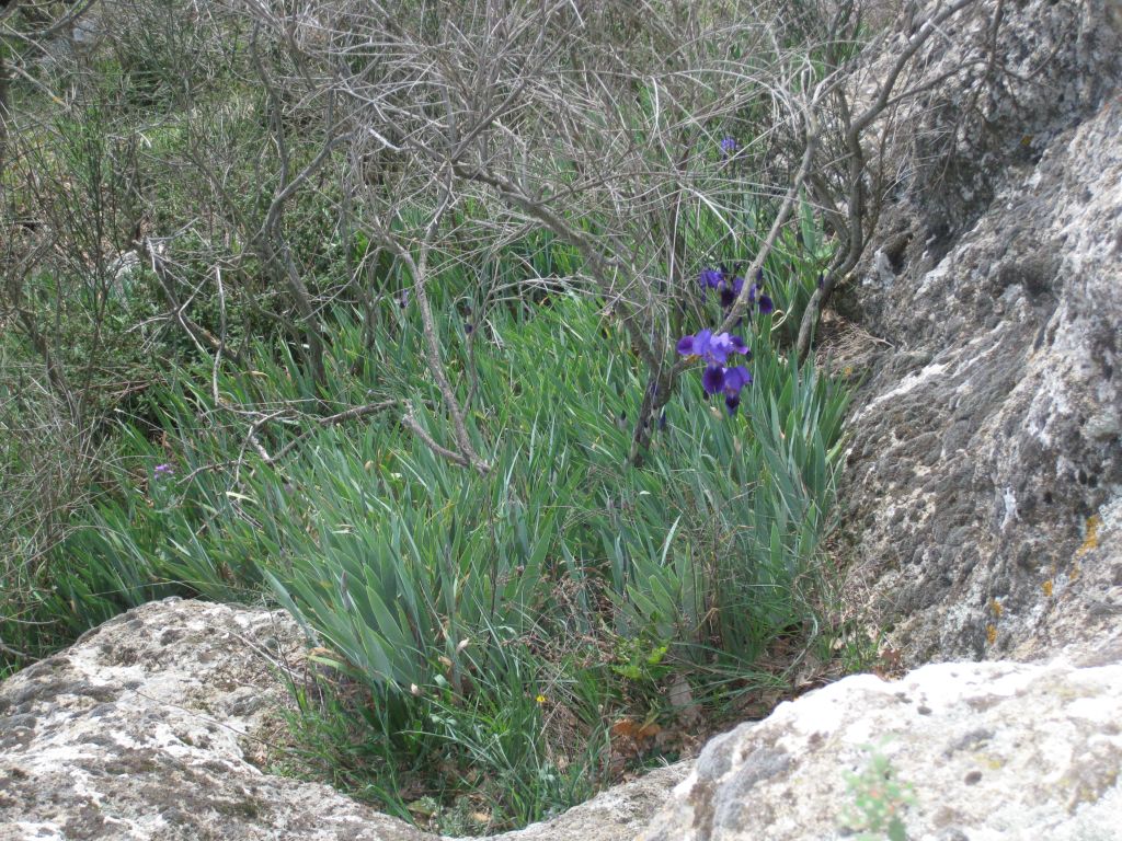 Iris cfr. germanica